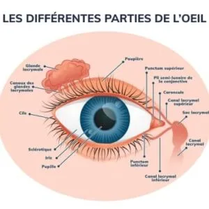 Les differentes parties de l'oeil.
