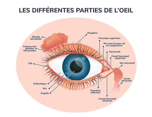 Les differentes parties de l'oeil.